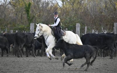 Concours de Tri – Mas de la Cure – Stes Maries de la mer